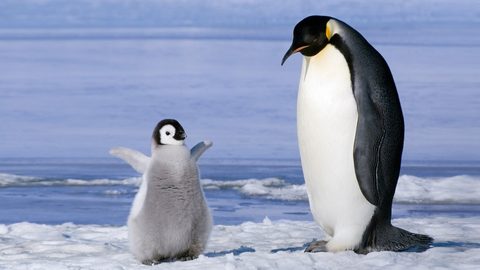 Animals Desktop Wallpaper