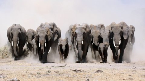 Animals Desktop Wallpaper
