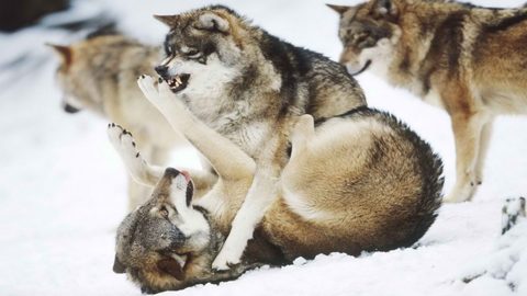 Animals Desktop Wallpaper