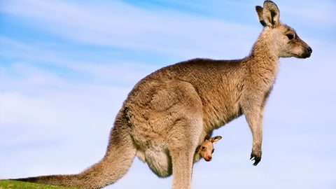 Animals Desktop Wallpaper
