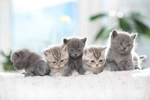 Animals Desktop Wallpaper