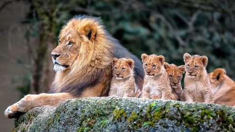 Animals Desktop Wallpaper