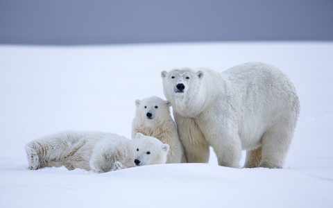 Animals Desktop Wallpaper