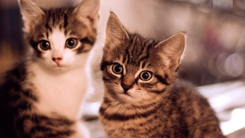 Animals Desktop Wallpaper