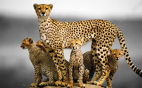 Animals Desktop Wallpaper