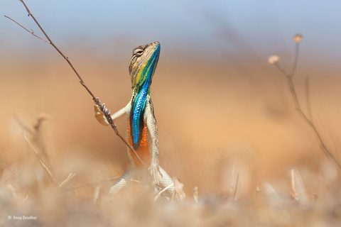 Animals Desktop Wallpaper