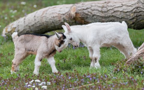 Animals Desktop Wallpaper
