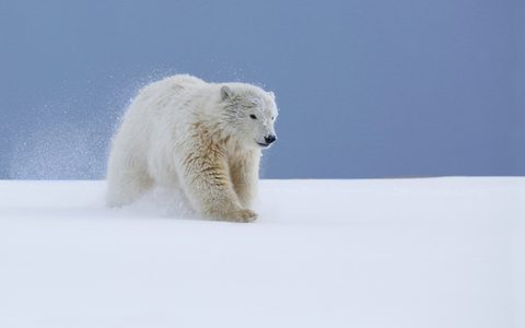 Animals Desktop Wallpaper