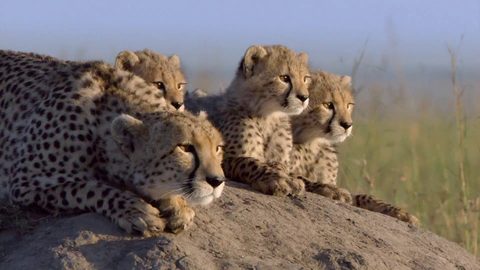 Animals Desktop Wallpaper
