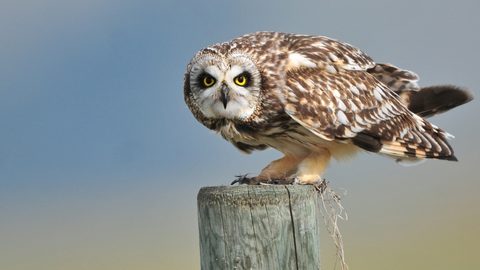 Animals Desktop Wallpaper