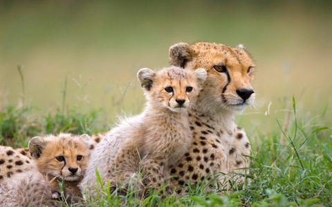Animals Desktop Wallpaper