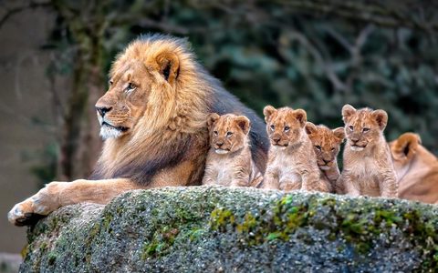 Animals Desktop Wallpaper