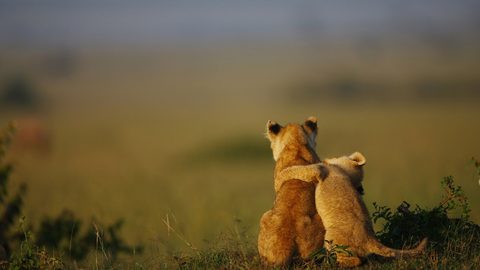 Animals Desktop Wallpaper