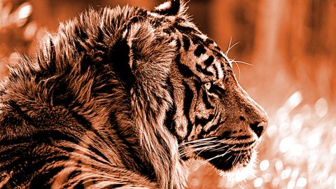 Animals Desktop Wallpaper
