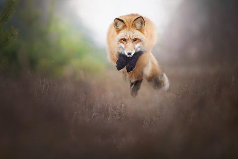 Animals Desktop Wallpaper
