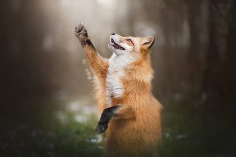 Animals Desktop Wallpaper