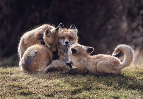 Animals Desktop Wallpaper