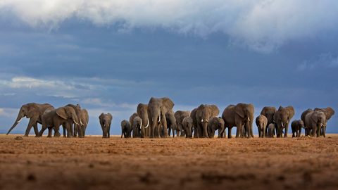 Animals Desktop Wallpaper