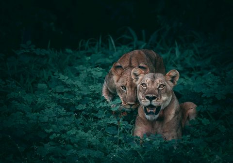 Animals Desktop Wallpaper