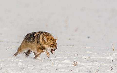 Animals Desktop Wallpaper
