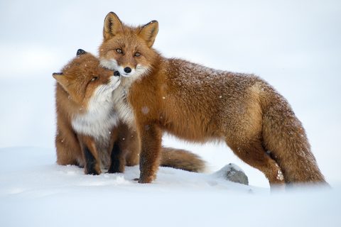 Animals Desktop Wallpaper