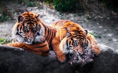 Animals Desktop Wallpaper