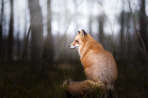 Animals Desktop Wallpaper