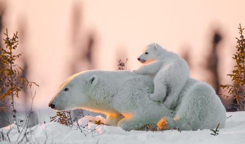 Animals Desktop Wallpaper