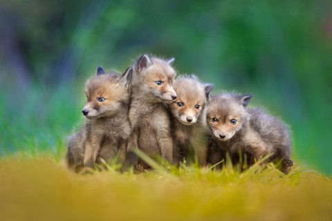 Animals Desktop Wallpaper