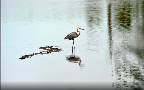 Animals Desktop Wallpaper