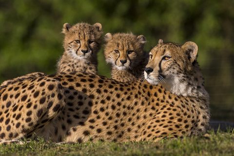 Animals Desktop Wallpaper