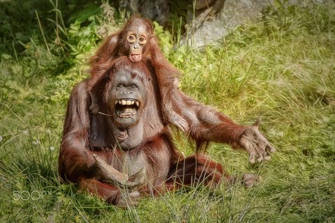 Animals Desktop Wallpaper