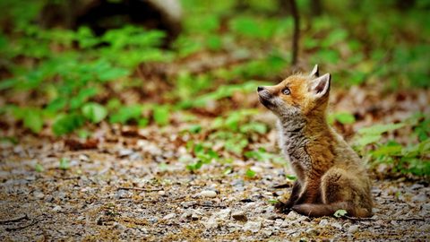 Animals Desktop Wallpaper