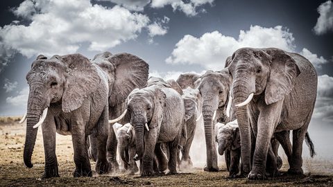 Animals Desktop Wallpaper