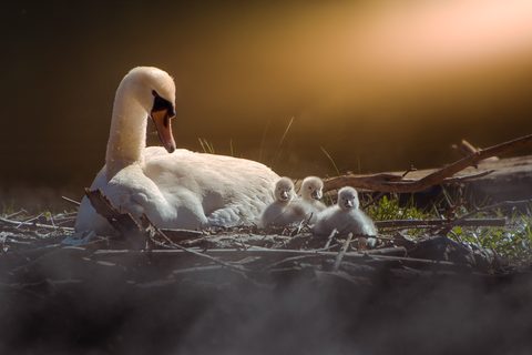 Animals Desktop Wallpaper