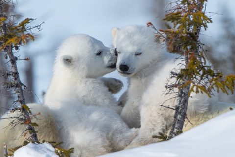 Animals Desktop Wallpaper