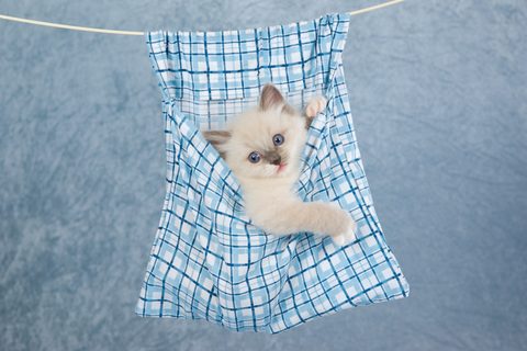 Animals Desktop Wallpaper
