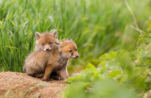 Animals Desktop Wallpaper