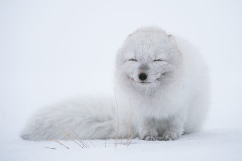 Animals Desktop Wallpaper