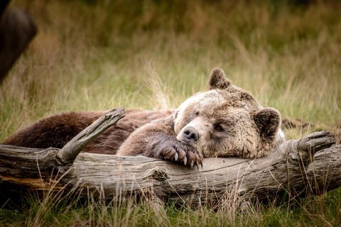 Animals Desktop Wallpaper
