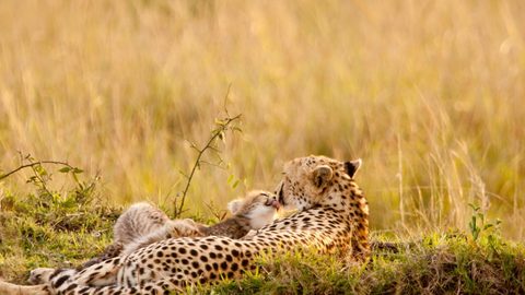Animals Desktop Wallpaper