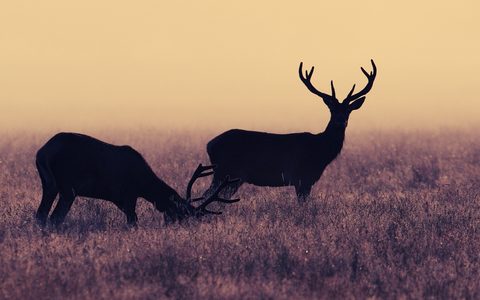Animals Desktop Wallpaper