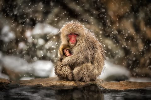 Animals Desktop Wallpaper