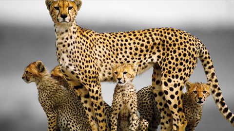 Animals Desktop Wallpaper