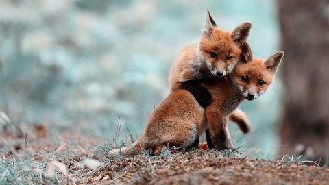 Animals Desktop Wallpaper