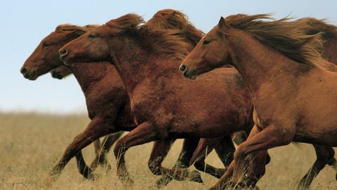 Animals Desktop Wallpaper