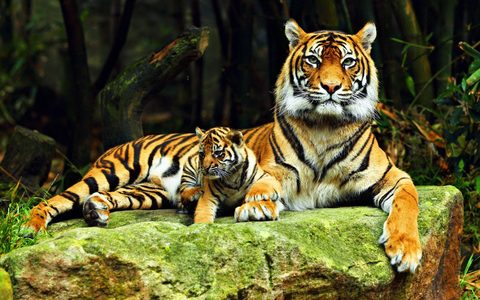 Animals Desktop Wallpaper