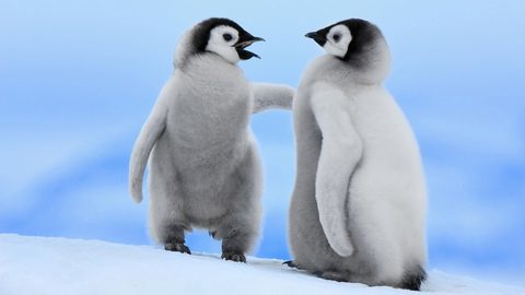 Animals Desktop Wallpaper