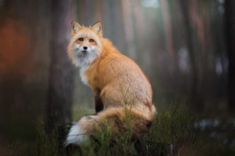 Animals Desktop Wallpaper