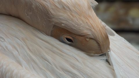 Animals Desktop Wallpaper